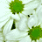 A static close-up of white daisy-like flowers with green centers, showing multiple blooms in a dense arrangement.