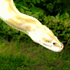 A light-colored snake head on green foliage background with text overlays changing across frames.