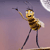 A pixelated bee-like character with striped brown and yellow body, large eyes, and open mouth stands on two thin legs, holding a small dark object in its raised arm against a gradient purple-pink background with a partial white circle.