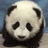 Animated sequence of a panda's head with shifting expressions against blue and gray backgrounds, text overlay at bottom.