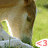 A pixelated image of a horse's head in profile, with green grass background and red '<3' text at bottom center.
