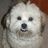 A white dog with dark eyes and nose appears in three showing subtle facial expression changes