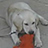Flickr: The Help Forum: Can't see any images (China June 7th 12.30pm) 中国－看不见图片